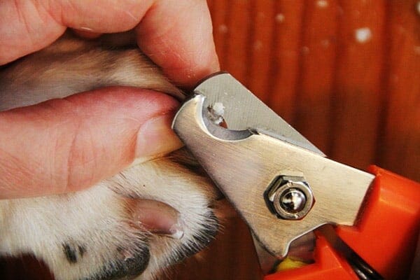 Dog nail clippers making tiny sliver cut to dog's toenails as the proper way to trim dogs nails 