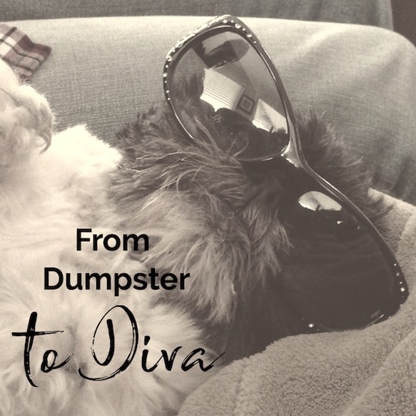 From Dumpster to Diva