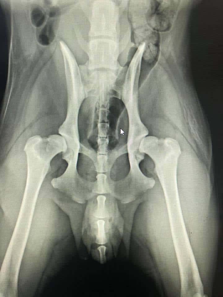Radiograph showing hip dysplasia in a dog