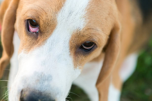 Close-up of a Beagle's eyes with an everted cartilage of the third eyelid
