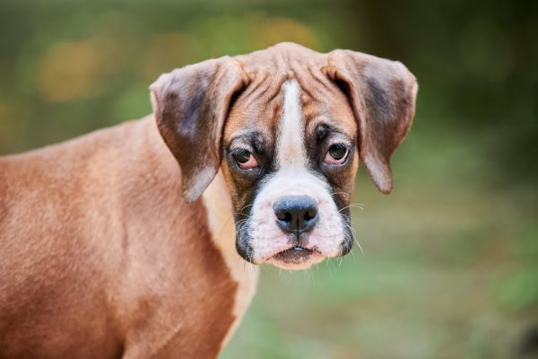 Boxer puppy with visible third eyelids