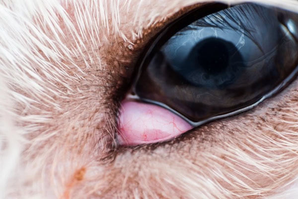 Close up of a dog's eye showing a third eyelid gland prolapse