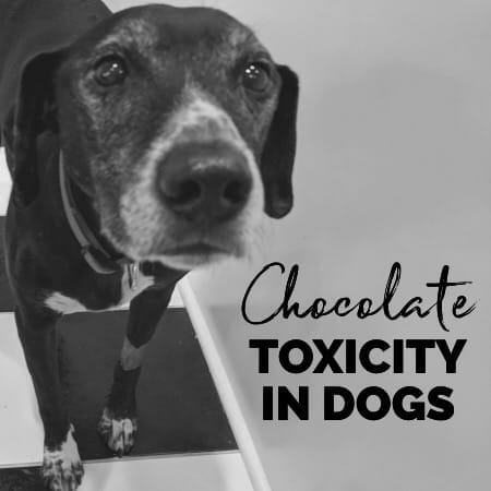 Dog's face with title Chocolate Toxicity in Dogs