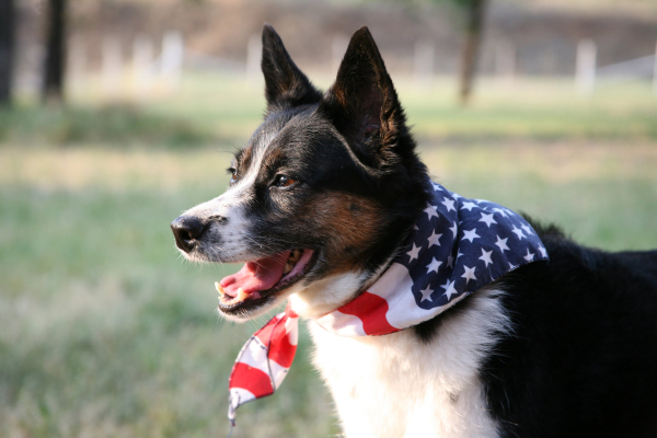 Australian Shepherd mix wearing an American flag themed bandana for the 4th of July 