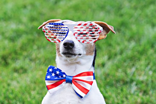 Terrier wearing an American flag themed bow tie and glasses.