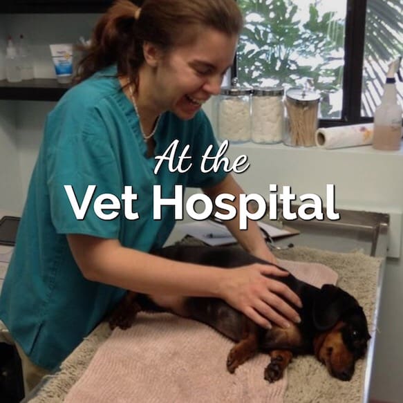Behind the Scenes at the Vet Hospital