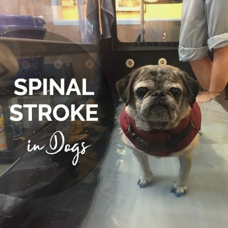 Pug wearing ToeGrips and walking on underwater treadmill for dogs with the title, spinal stroke in dogs, photo