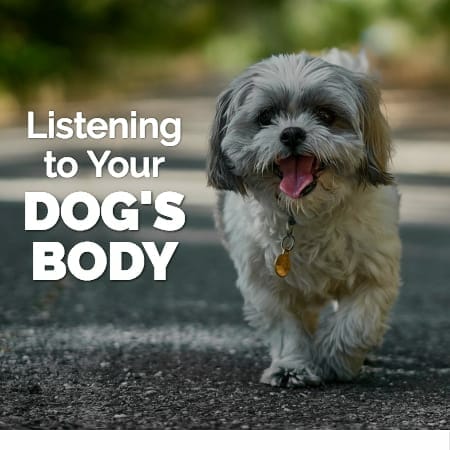 Small dog walking and title Listening to Your Dog's body