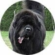 Black newfie with tongue hanging out of mouth whose owners shared ToeGrips review