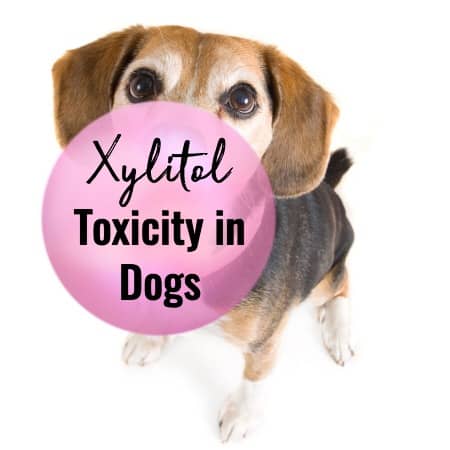 Xylitol Toxicity In Dogs The Poison In Your Pantry Dr Buzby S Toegrips For Dogs