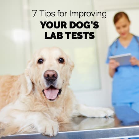 Golden Retriever and veterinarian with title 7 Tips for Improving Your Dog's Lab Tests