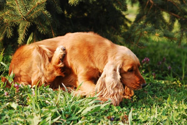 Cocker Spaniel scratching in the grass