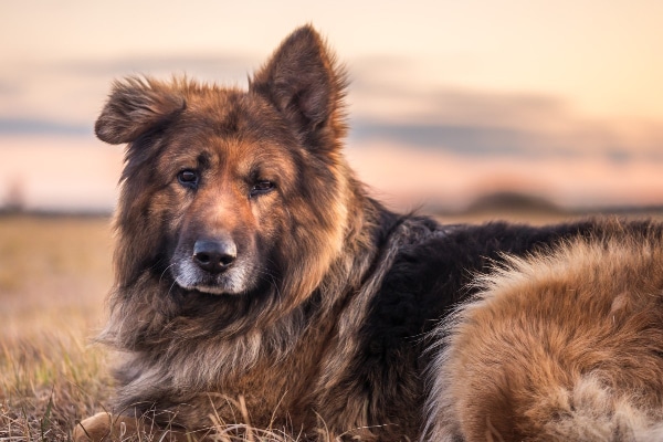 Senior German Shepherd lying down in a field