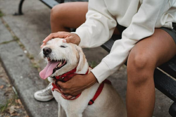 Senior terrier mix getting pets from his owner