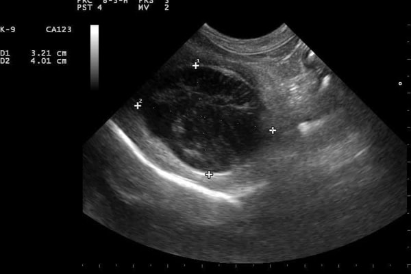 Ultrasound image of a mucocele in a dog's gallbladder