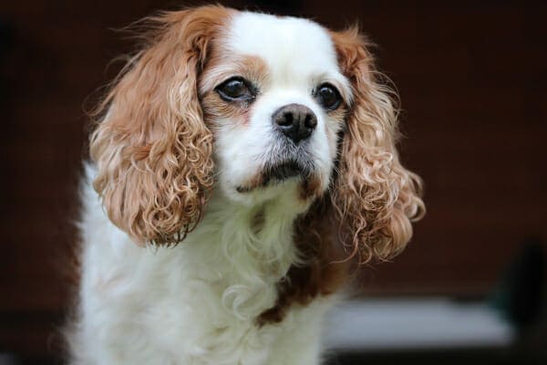 Senior Cavalier King Charles Spaniel looking out the door, photo