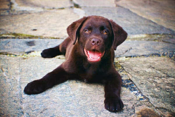 Chocolate Lab puppy lying on the patio 