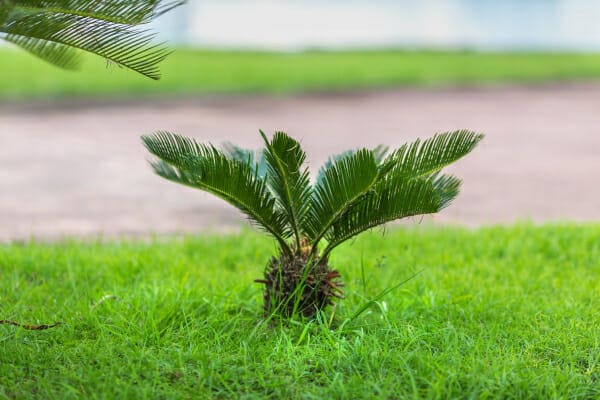 Sago palm tree which is a toxin for dogs that can cause high ALP in dogs, photo