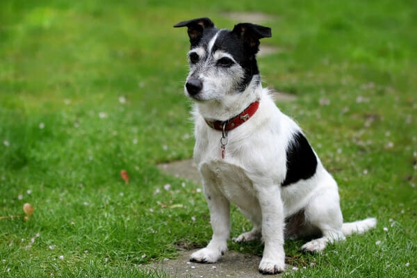 Black and White Terrier mix dog sitting in green grass