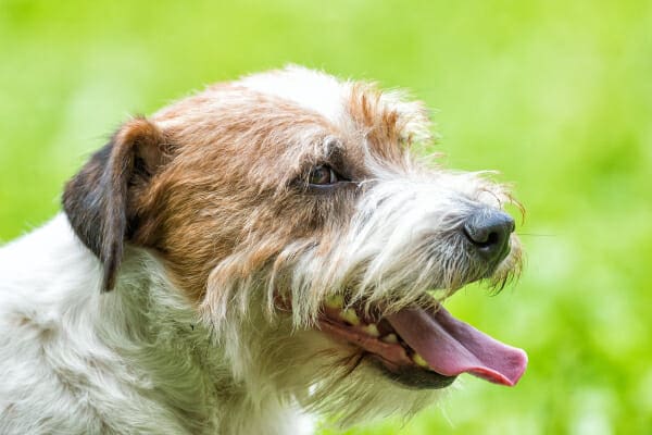 Senior Jack Russell Terrier panting,