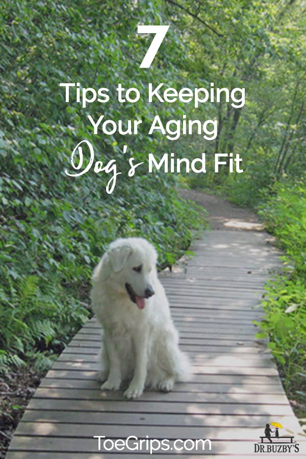 Dog on trail and title 7n Tips for Keeping Your Aging Dog's MInd Fit 