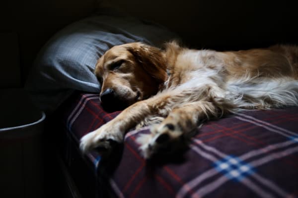 Sleeping Golden Retriever with anxiety on bed at night