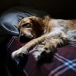 Senior Dog Anxiety at Night? 6 Solutions for Better Sleep