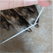 Dog's paw and toenail with dental floss wrapped around toenail midshaft to measure for ToeGrips, photo