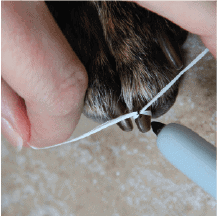 Dog's toenail with dental floss wrapped around it and Sharpie mark on floss, photo