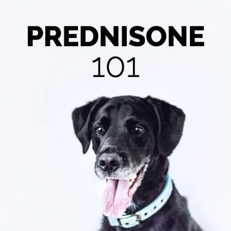 Prednisone for Dogs: Uses, Side Effects, Helpful Tips - Dr. Buzby's  ToeGrips for Dogs