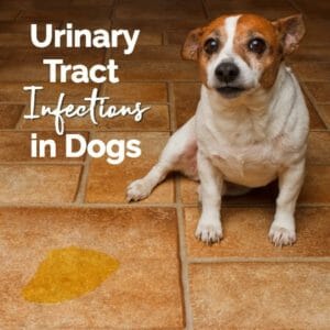 TMI on UTI - Urinary Tract Infections in Dogs and What to Do About Them ...