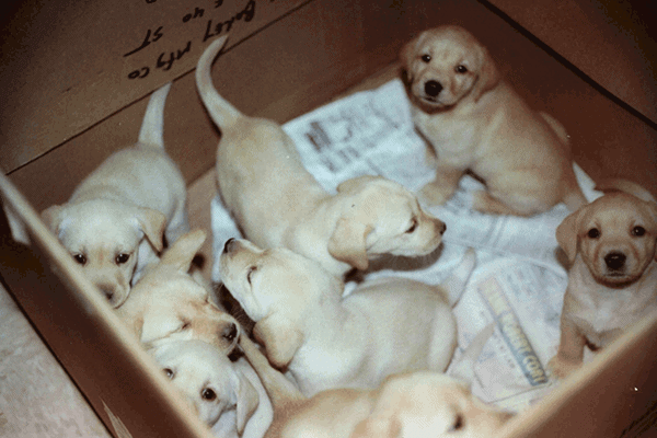 litter of puppies to show how genetics plays a role in the causes of hip dysplasia