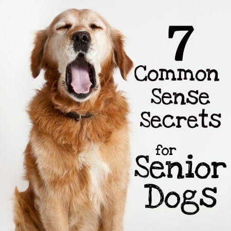 Aging dog yawning and title, 7 Common Sense Secrets for Senior Dogs