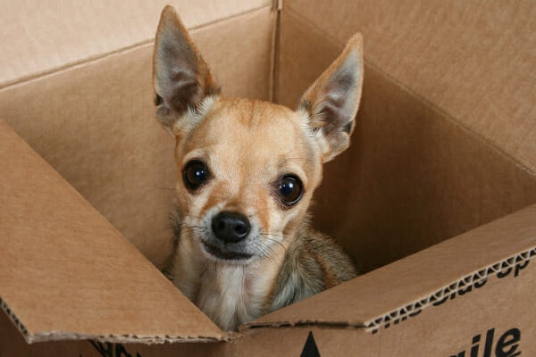 Senior Chihuahua sitting inside a cardboard box. Getting stuck in places is one sign listed on the canine cognitive dysfunction checklist