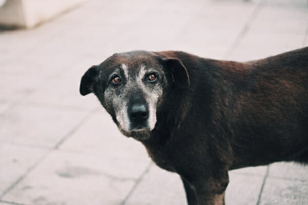 Senior Labrador mix standing outside on the patio