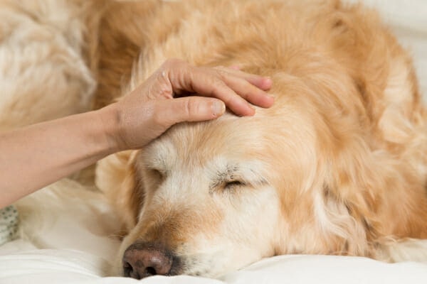 Senior Golden Retriever sleeping on the bed, owner patting his head perhaps concerned about canine cognitive dysfunction (CCD)