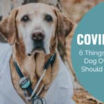 Coronavirus and Dogs: 6 Things Every Dog Owner Should Know