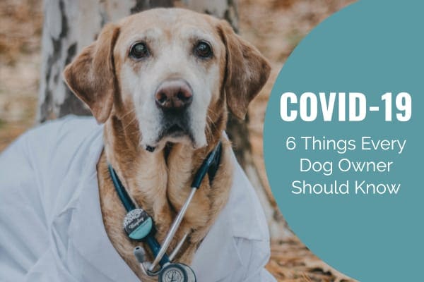 Older dog with stethoscope and title COVID-19: 6 Things Every Dog Owner Should Know. Photo. 
