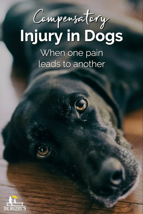 black dog lying on floor and title compensatory injury in dogs how one pain leads to another