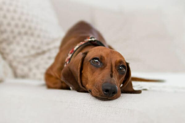Dachshund sleeping on a white couch, photo
