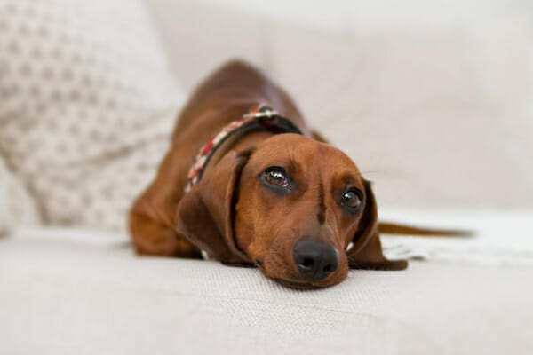 Dachshund lying on couch