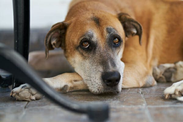 Great Dane mix lying on the tile floor under a table, photo