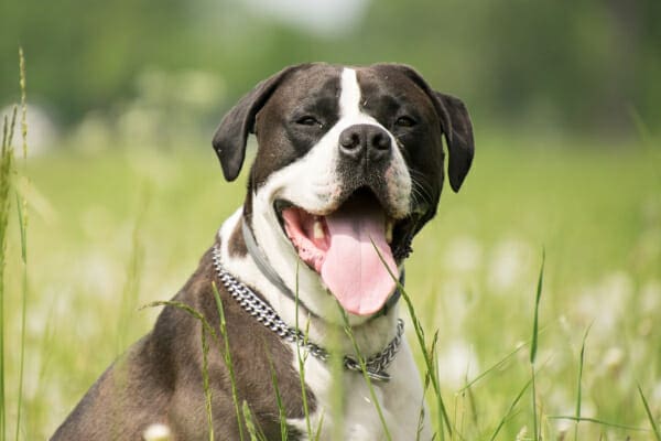 Pitbull happily panting in a grassy field, photo
