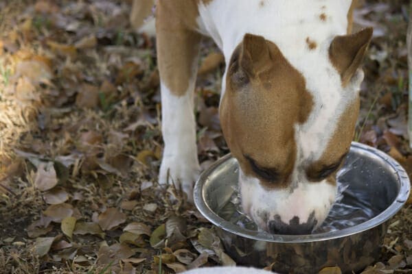 Pitbull drinking a lot of water from dish as a sign of diabetes insipidus, photo