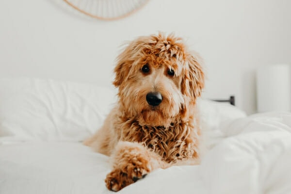 Poodle sleeping on a bed, photo