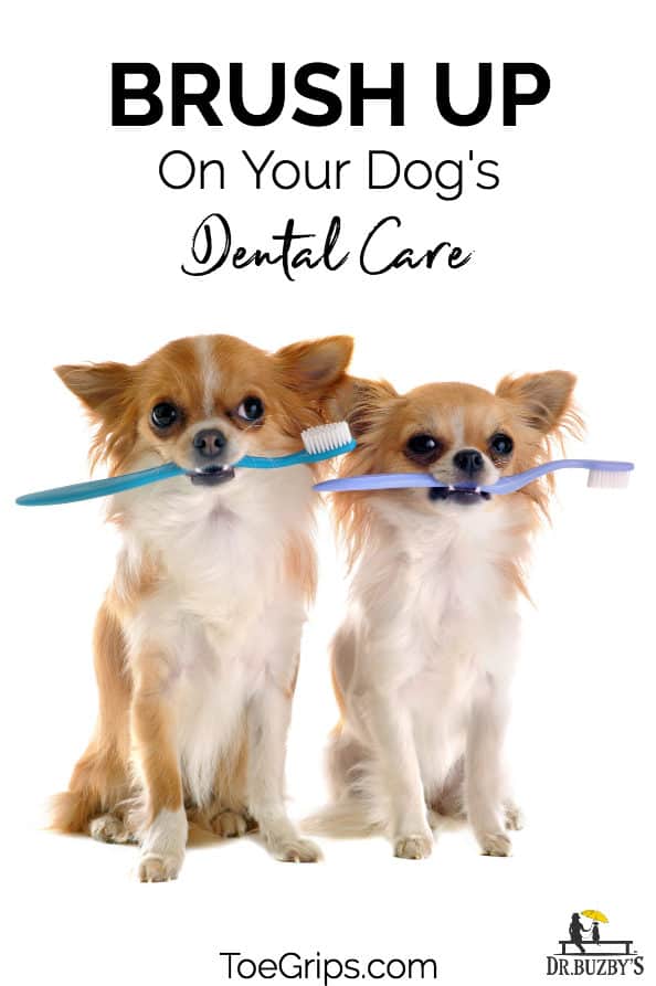 two dogs holding toothbrushes and title brush up on your dog's dental care