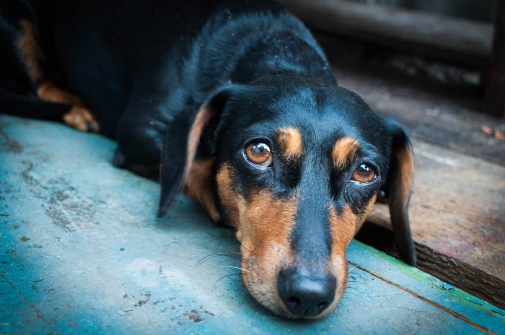 photo dachshund's face and can a dog recover from ivdd without surgery