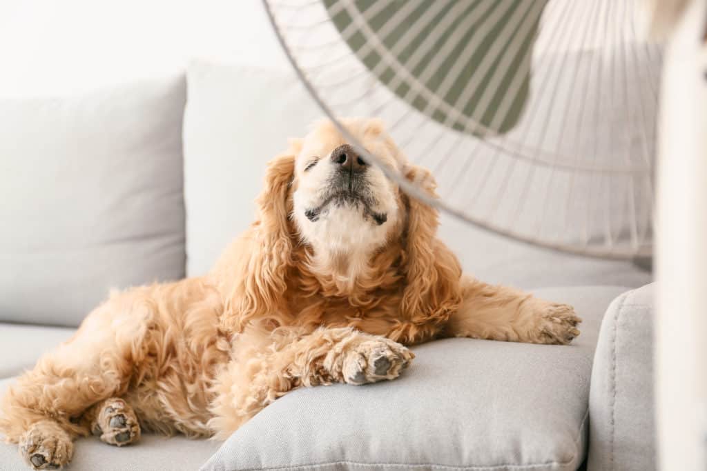 Dog on couch with fan, photo