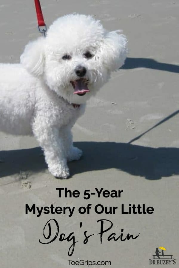 bichon frise dog and title The 5-Year Myster of our Little Dog's Pain 