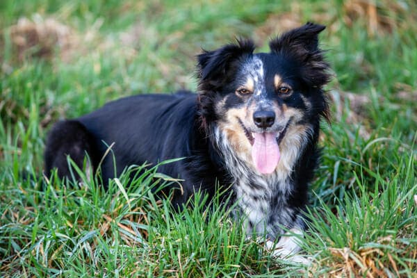 Aussie mix laying in the grass panting, photo